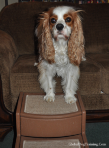 Pet stairs help keep stress off of dog's joints.