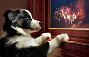 Many dogs are fearful of fireworks or the  various traditions associated with Halloween, but there are many things owners can do in advance to make the experience better for their dogs. Photo (c) Can Stock Photo/herreid