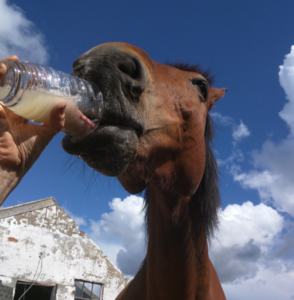 A horse drinking from a glass