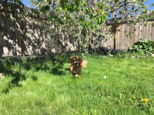 Cali enjoys the shade of a cherry tree