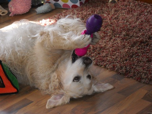 Jana, a white golden retriever, lies on her back and uses gravity to help her extract food from a treat toy.