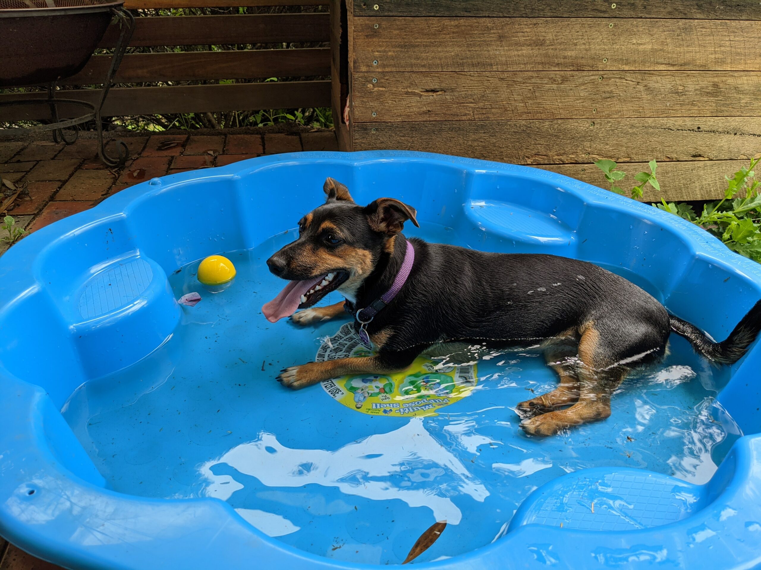Dog relaxing in a kiddie pool.