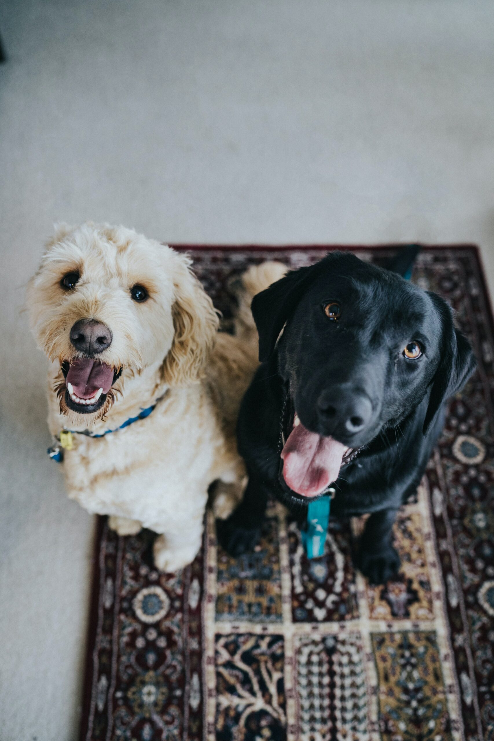 Two dogs, one tan, one black sitting, looking up at the camera.