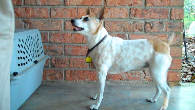 A brown and white rat terrier is looking eagerly up at her human