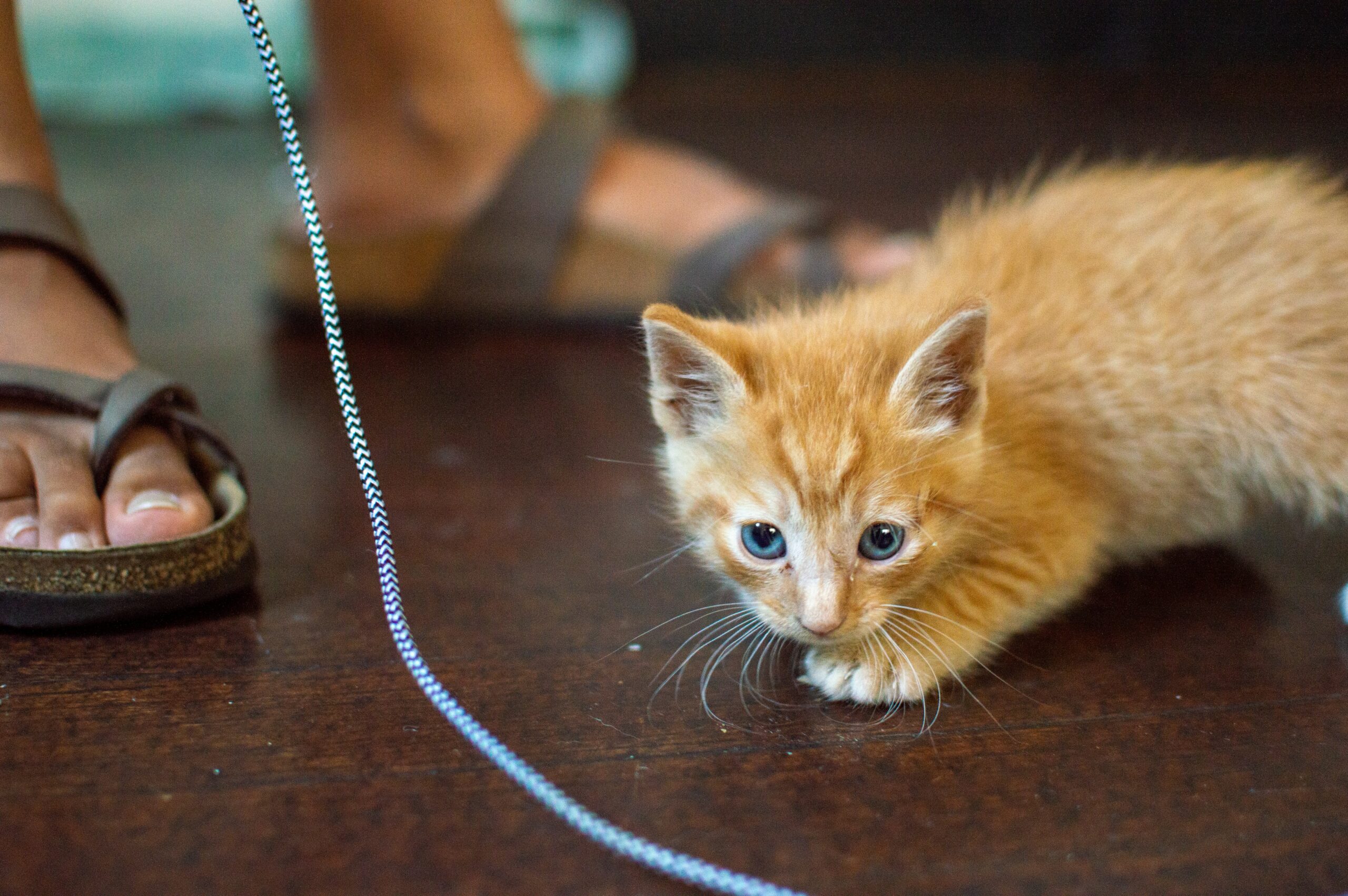 Little orange kitten playing stalking a string. Person's feet in the background.