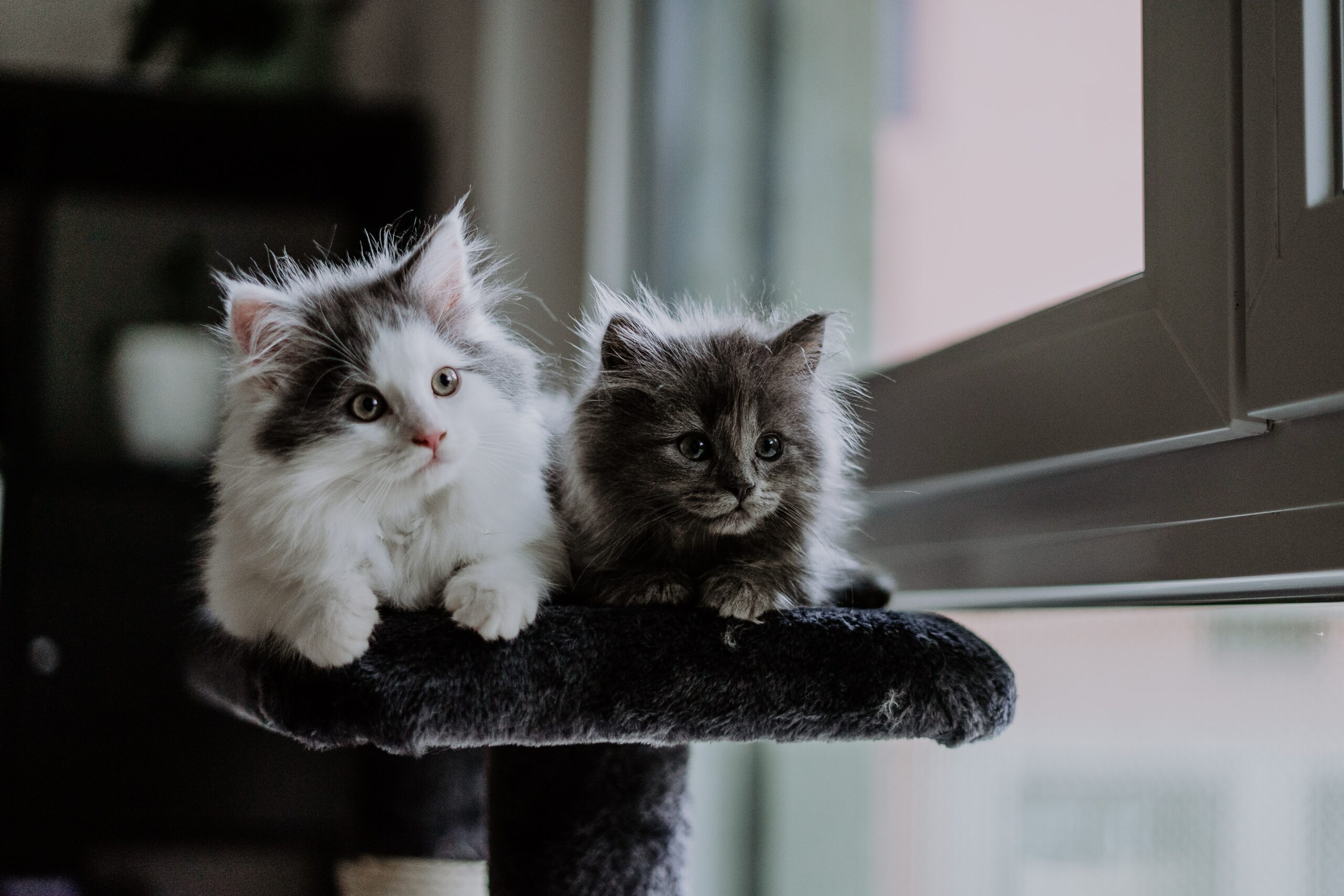 Two fluffy kittens sitting next to each other on a cat tree.