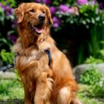 Golden retriever sitting outside wearing a harness with the leash clipped to the front.