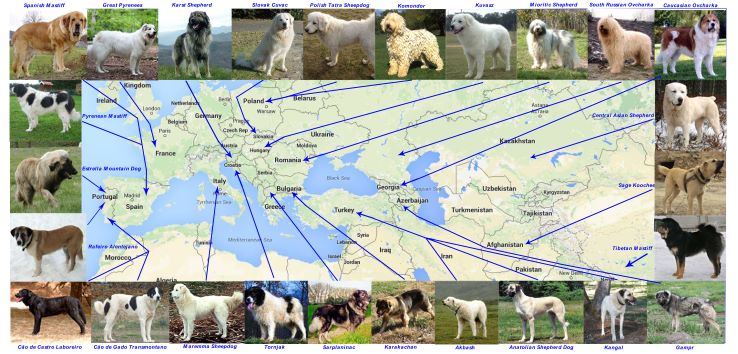 Livestock Guardian Dogs world map