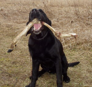 Jake discovered a deer leg