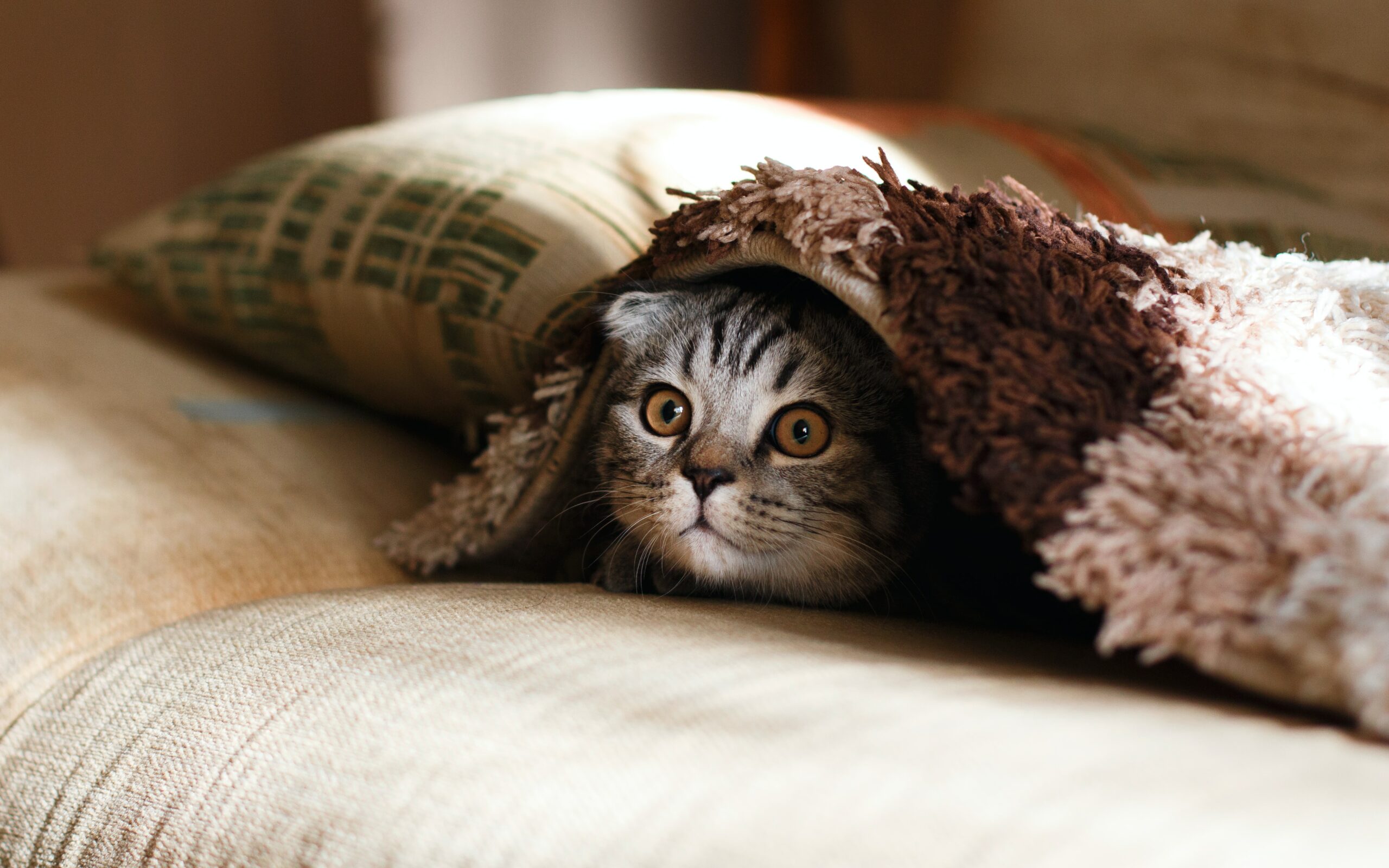 cat hiding under a blanket with just the face peeking out