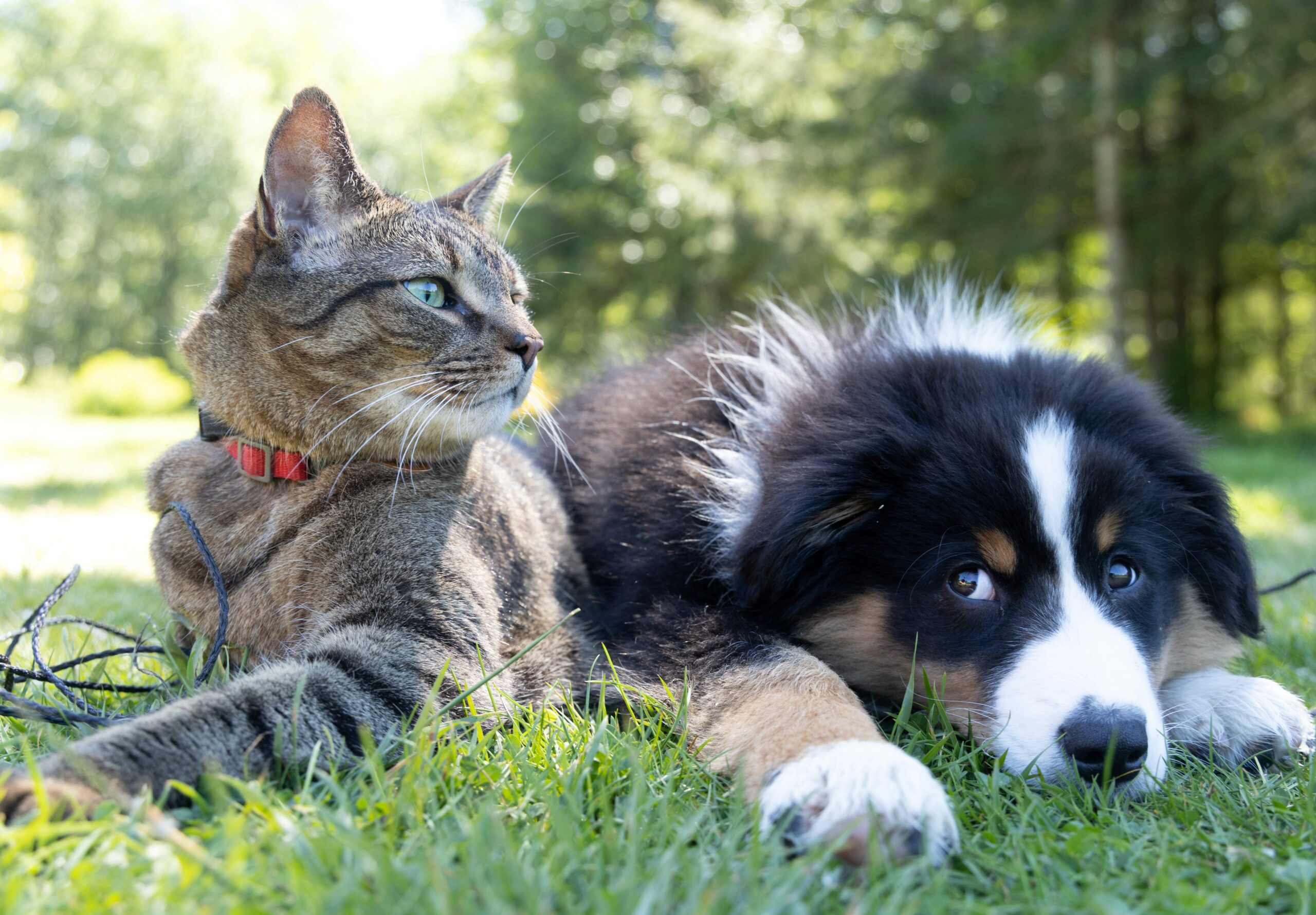A cat and dog laying in the grass