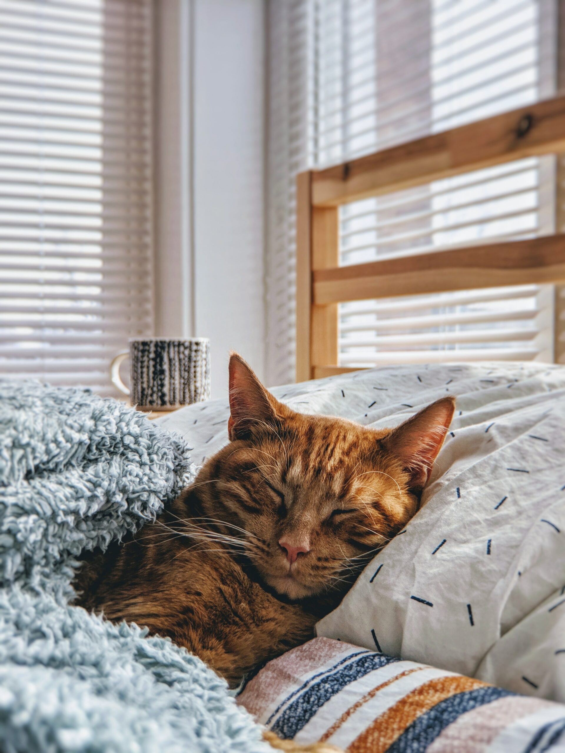 orange tabby cat snuggled in bed, under a blanket, head on pillow