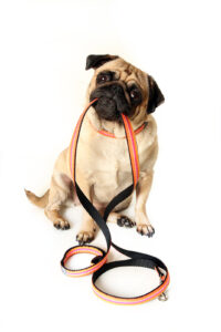 Become a Certified Pet Care Technician!