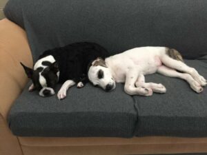 puppies on couch