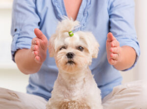 Photo credit: https://www.dreamstime.com/stock-photo-woman-practicing-reiki-therapy-doing-dog-kind-energy-medicine-image41278140#res7610515