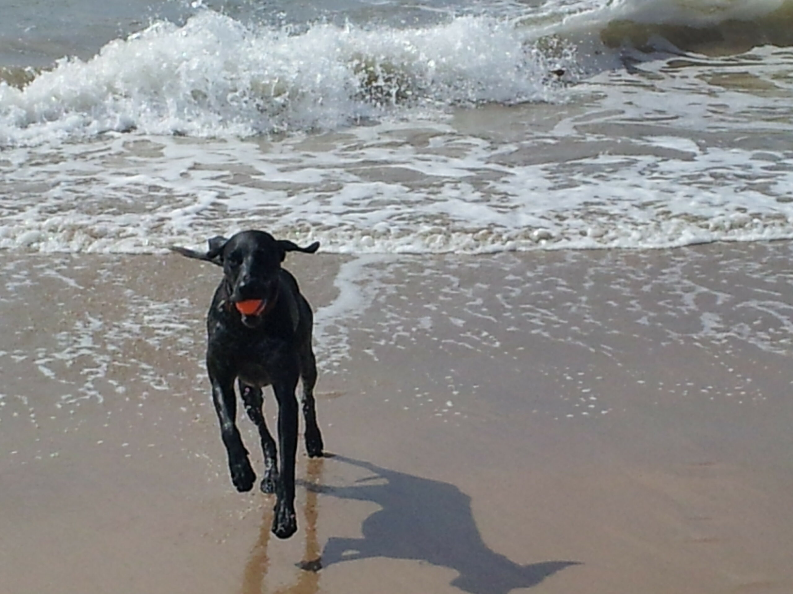 Most dogs love to run and play on dog friendly beaches
