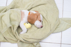 Some dogs eschew their fancy dog beds for a cosy blanket on the floor. Photo courtesy: Shutterstock