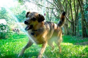 A sable dog plays in a stream of water from a hose