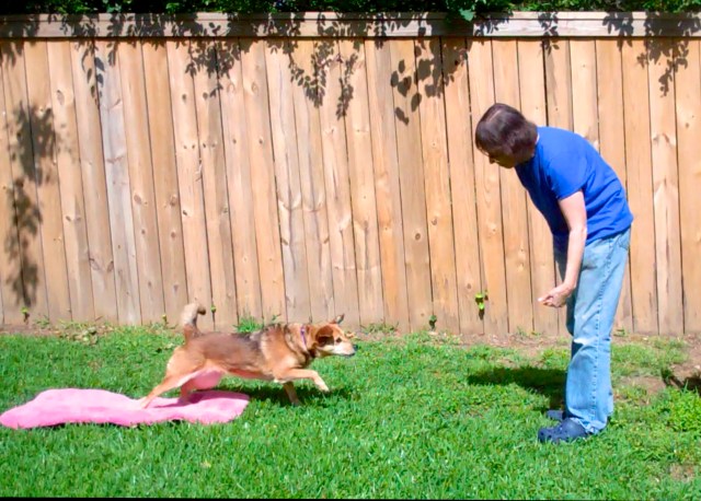 Sable colored dog leaps off a pink mat towards her female handler's outstretched hand