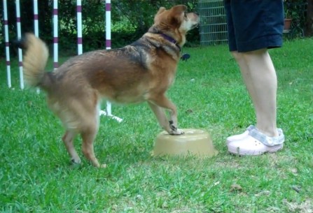 sable colored dog has her front feet on an inverted yellow plastic basin, preparing to spin her rear end around