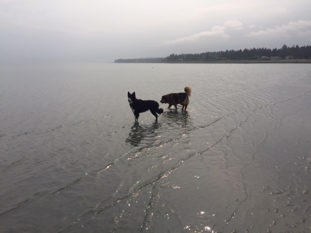 Two dogs on the beach