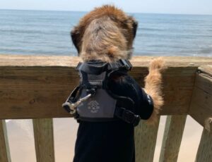 dog watching surf