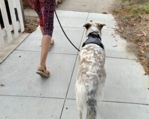 training dog loose leash walking