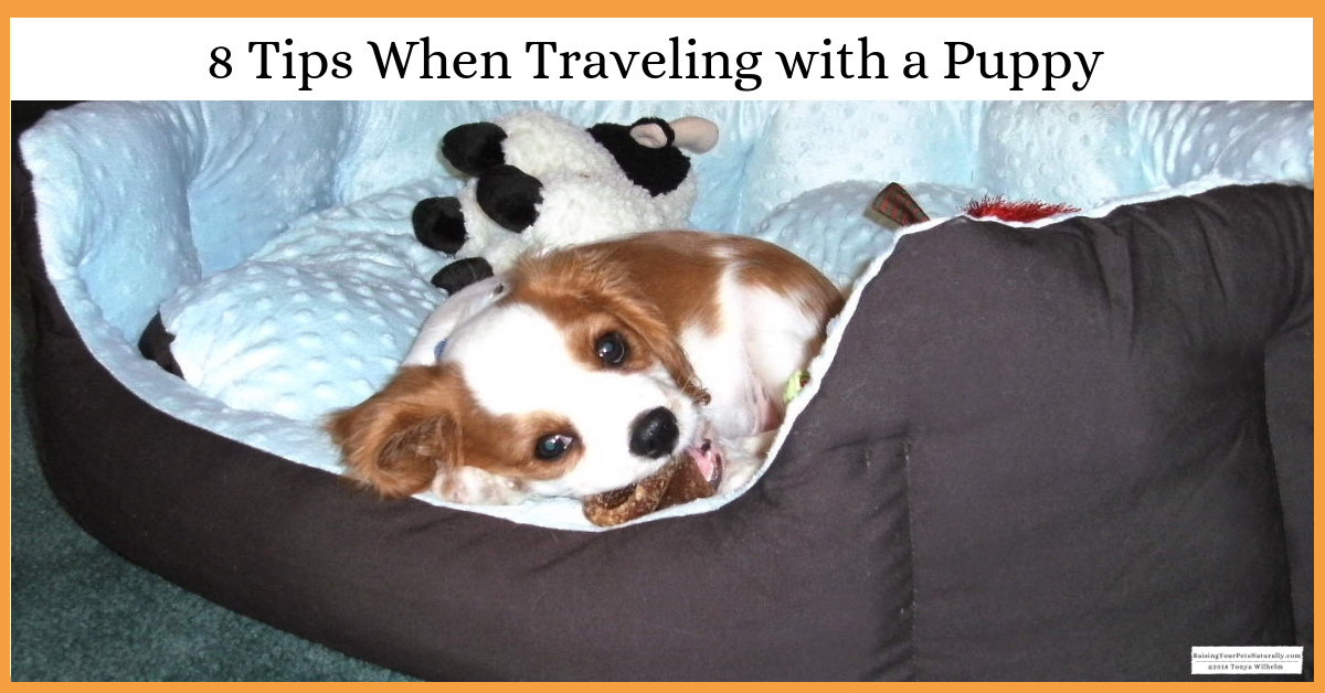 8 Tips When Traveling with a Puppy. I will help you and your puppy get off to a good start traveling in a car. 