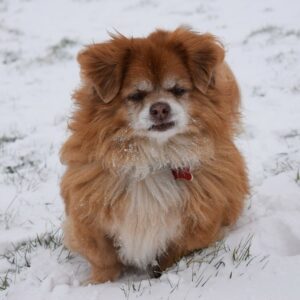 therapy dog elderly