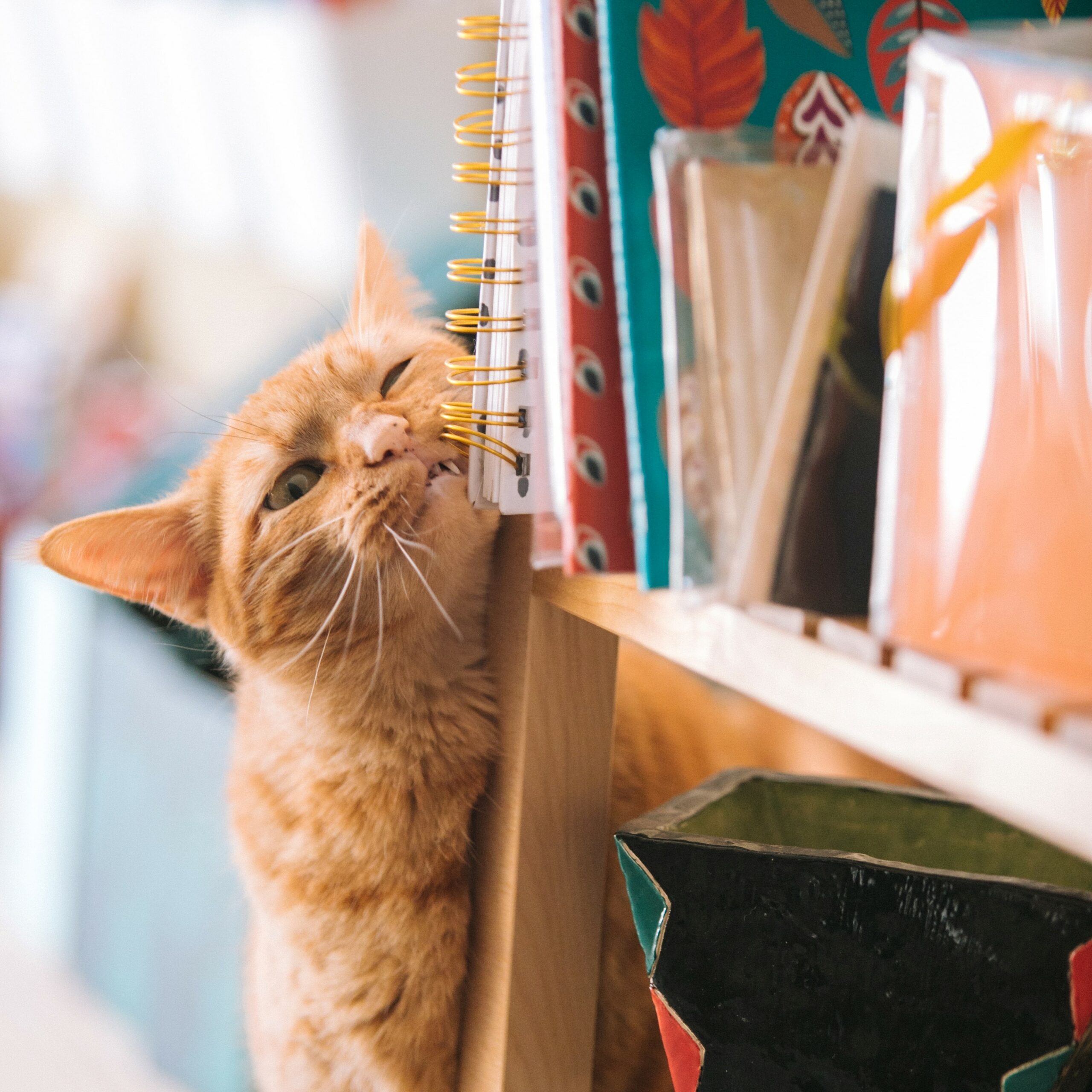 Orange tabby cat rubbing on a bookshelf