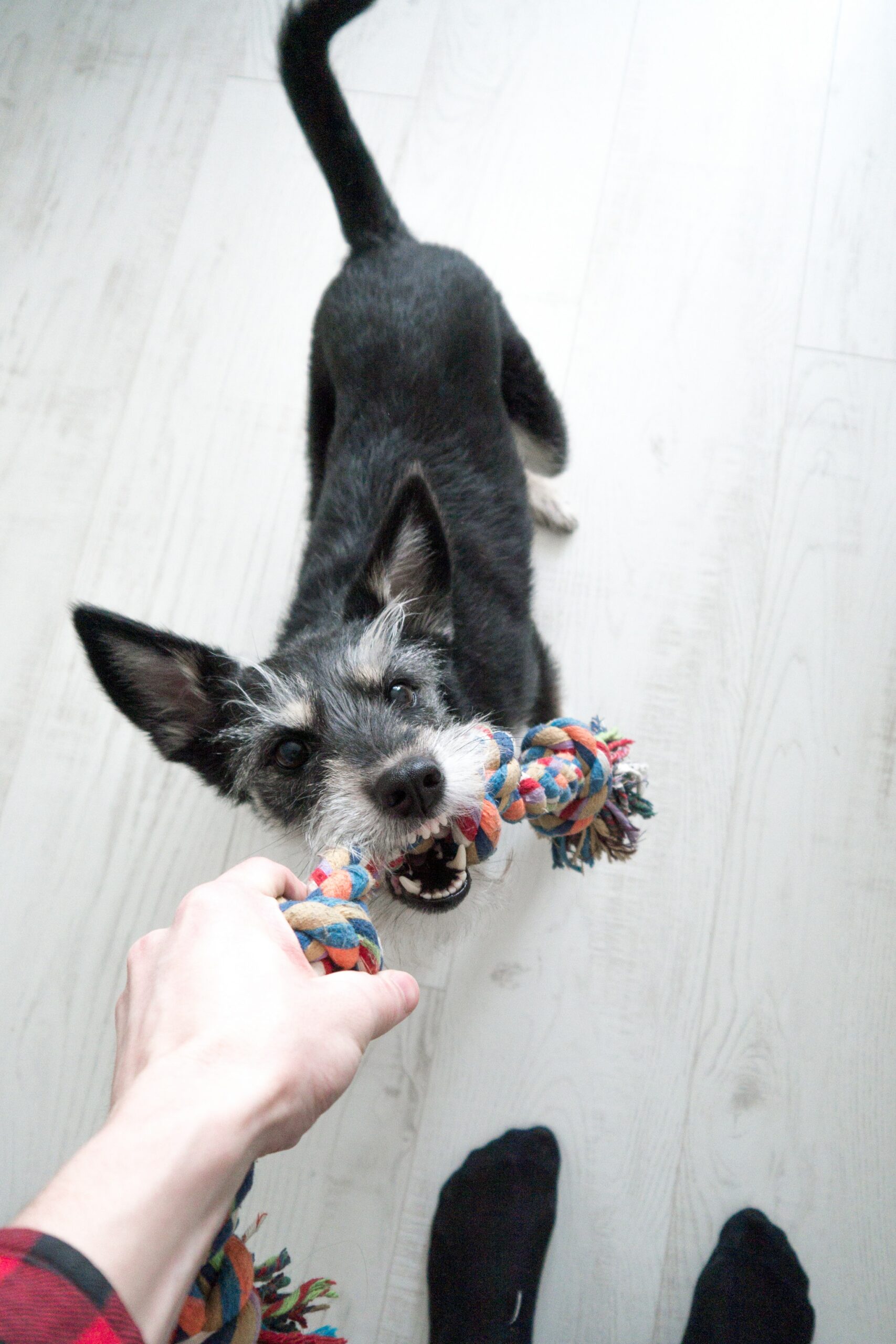 Dog playing with a tug toy that a person is holding