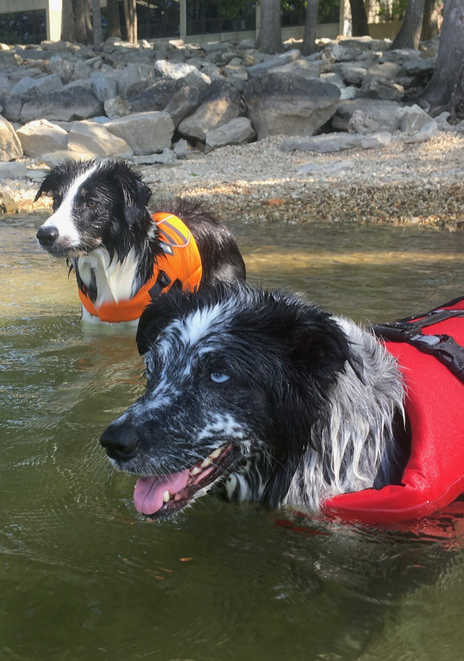 Dogs in water, wearing life jackets.