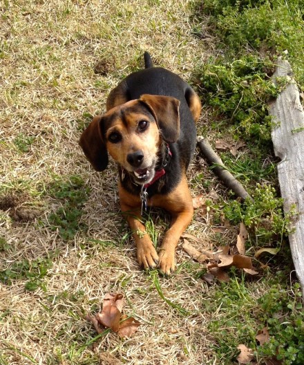 Small black and tan dog lying in the grass