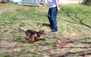A black and tan hound mix dog chases a red toy attached to a flirt pole, a whip-like stick that you can attach a toy to and whirl it around
