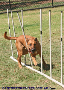 Weaves Pic Le Hammer www.caninefunsports.com.au