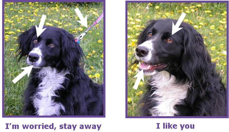 dog detective 3.jpg dog detective 3.jpg