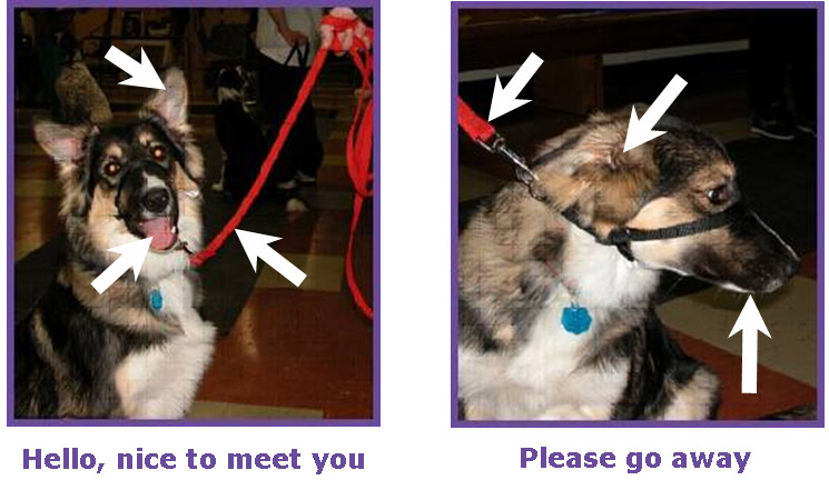 dog detective 1.jpg dog detective 1.jpg