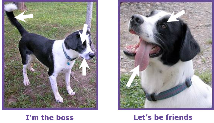 dog detective 2.jpg dog detective 2.jpg