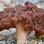 creepy looking fungi