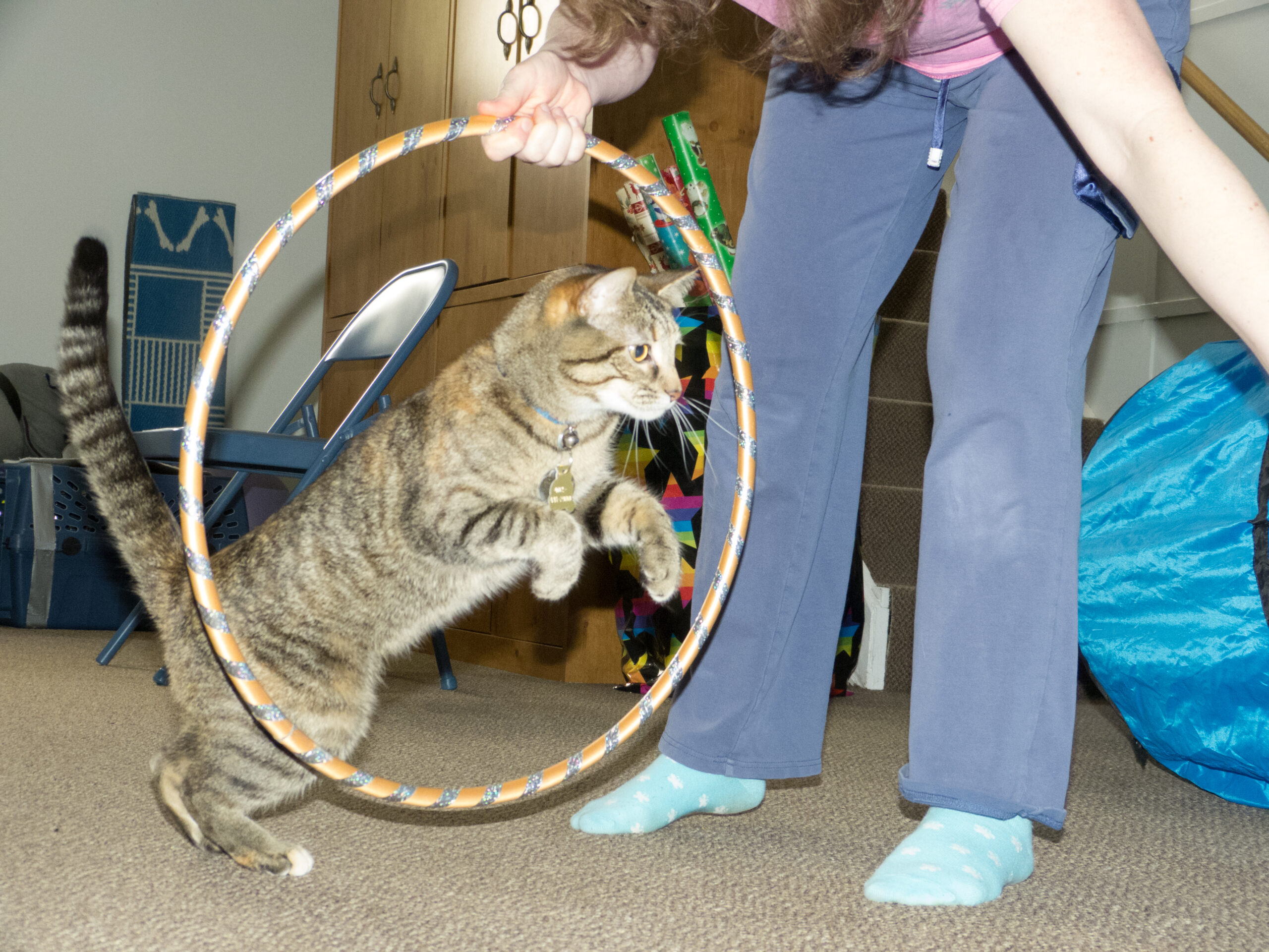 Cat jumping through a hoop