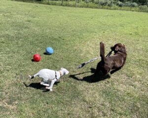 Dogs playing chase in a yard