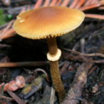 This mushroom looks similar to many other small, brown, mushrooms