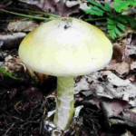 White mushroom with slightly domed cap.
