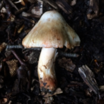 Photo of fibrecap mushroom.