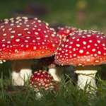 Mushroom with red cap that has white spots