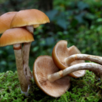 A mushroom with similarities in color to edible mushrooms that you might find at the grocery store.