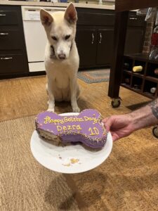 A dog being presented with a 