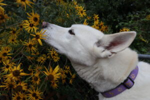 Dog sniffing flowers