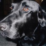 photo (head shot) of a black Lab