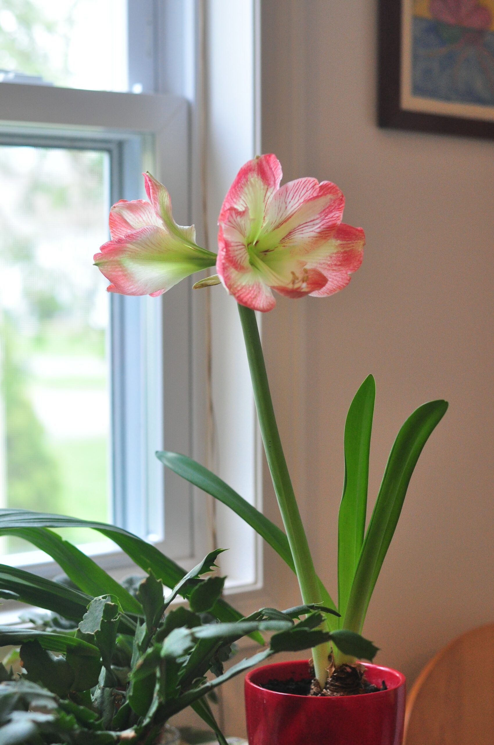 Photo of amaryllis